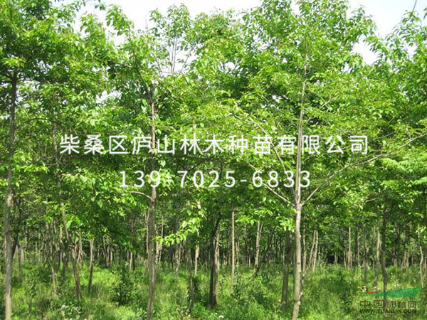 喜樹(shù)
