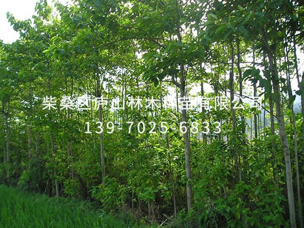 喜樹(shù)