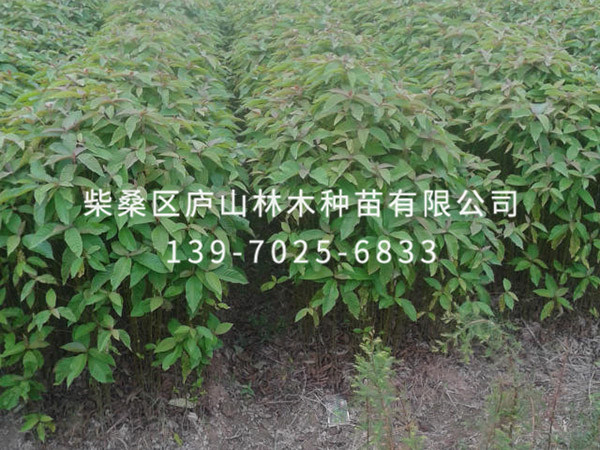 喜樹(shù)
