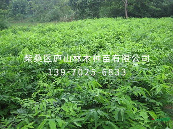 無患子