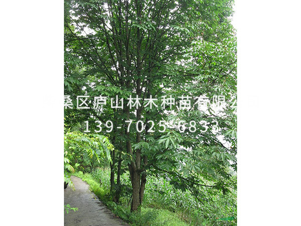 七葉樹(shù)