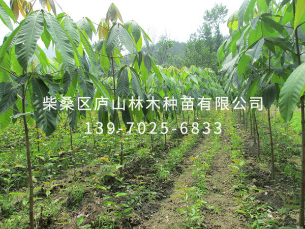 七葉樹(shù)