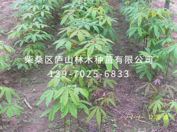七葉樹(shù)