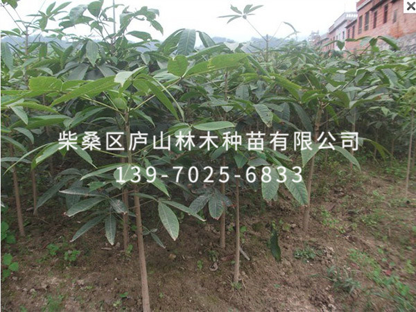 七葉樹(shù)