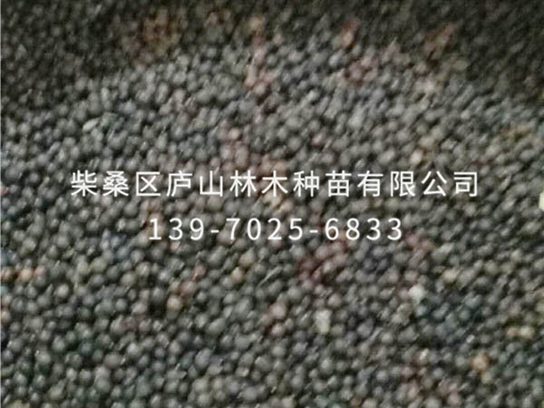 欒樹(shù)