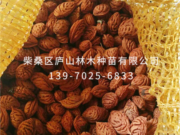 毛桃