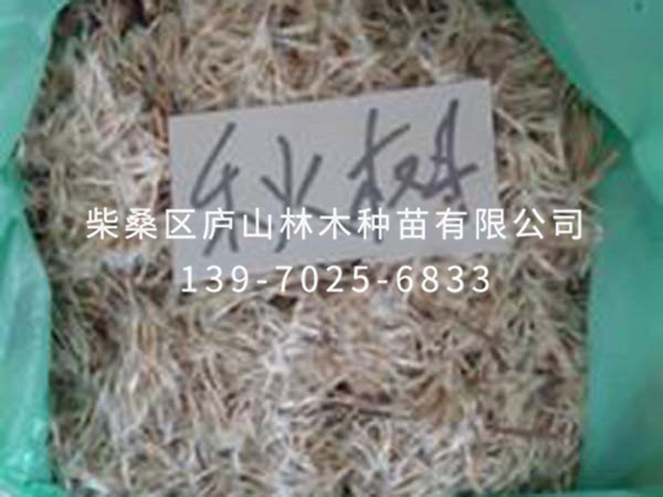 楸樹(shù)種子