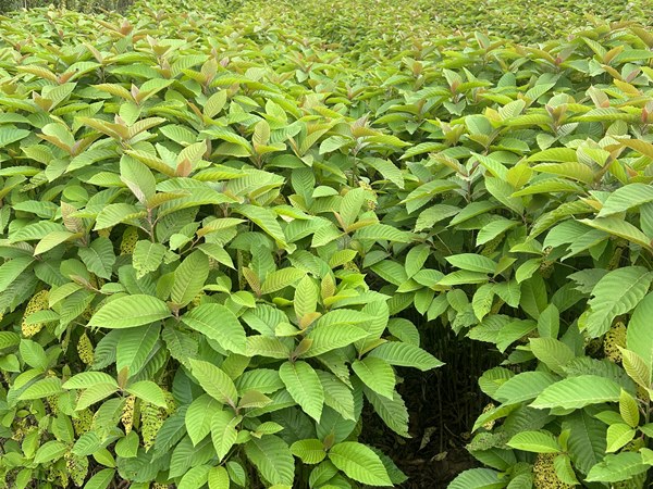 喜樹(shù)